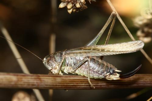 Réf. 294 125 : Platycleis albopunctata